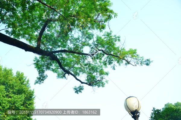 葉子