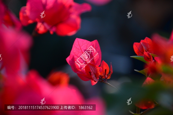三角梅