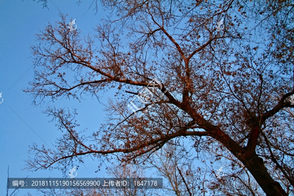 夕陽下的樹枝