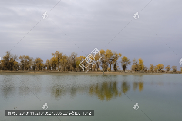 胡楊林