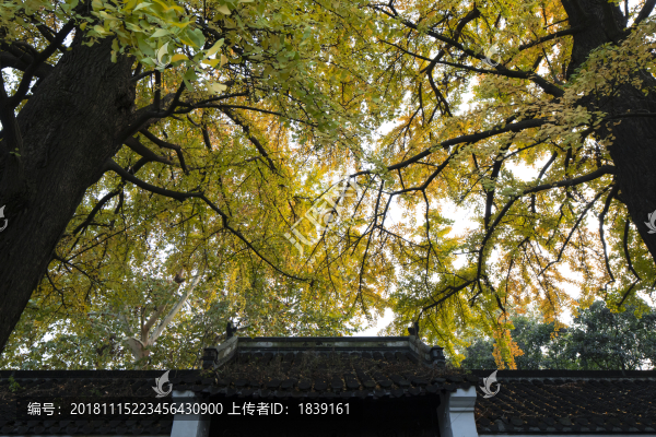 粉墻黛瓦金銀杏