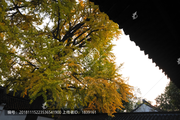 粉墻黛瓦金銀杏