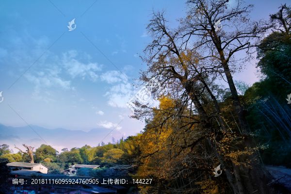古銀杏樹