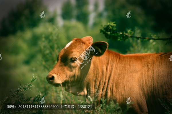 牛犢