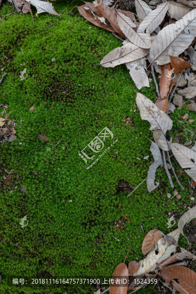 青苔蘚