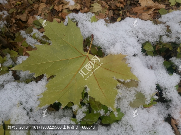 雪中梧桐葉