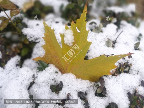 雪落梧桐