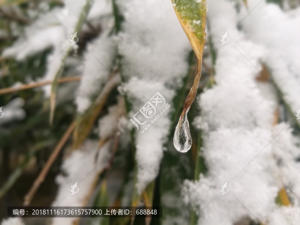 雪落竹葉