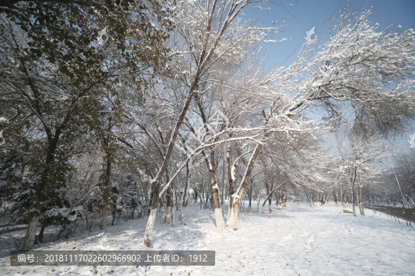 冬雪