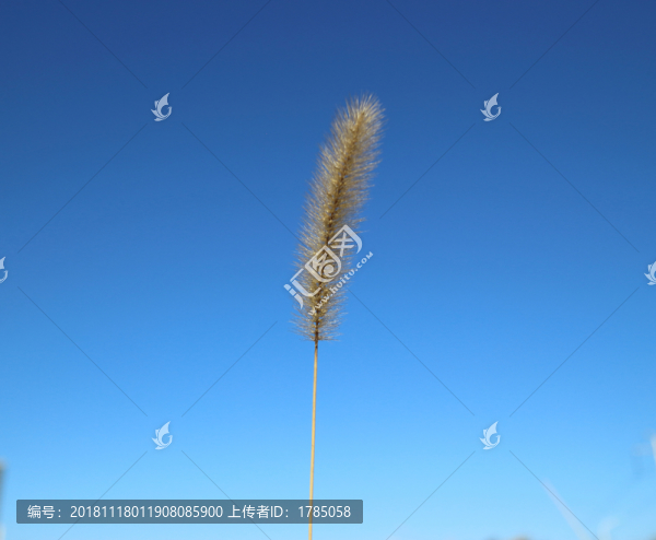 狗尾巴草