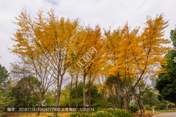濟(jì)南泉城公園秋色05