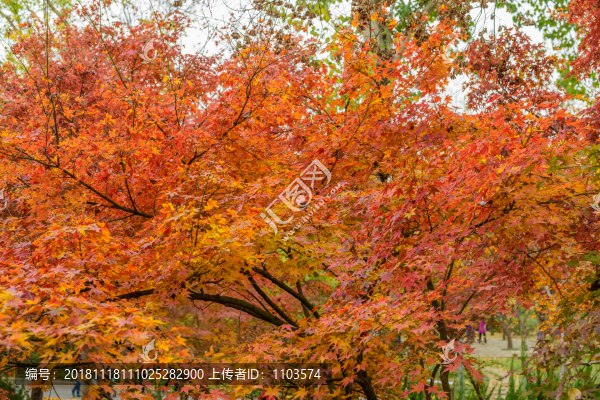 濟(jì)南泉城公園秋色08