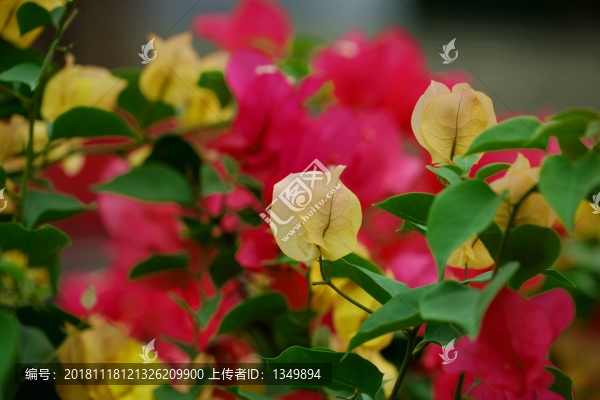 勒杜鵑三角梅