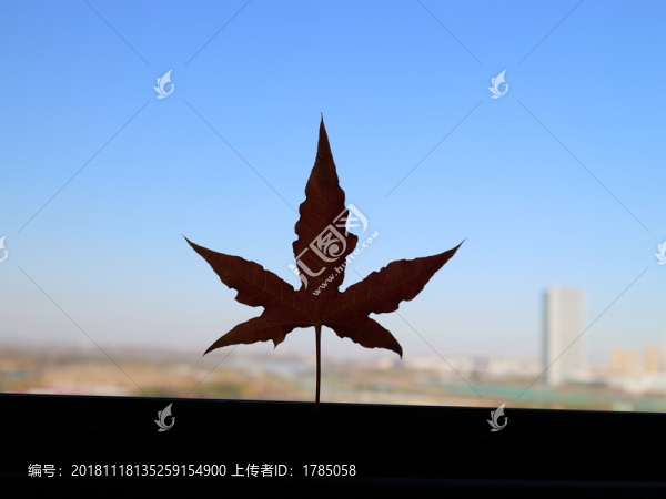 楓葉剪影