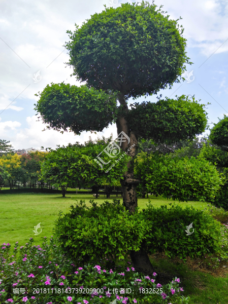 景觀樹(shù)
