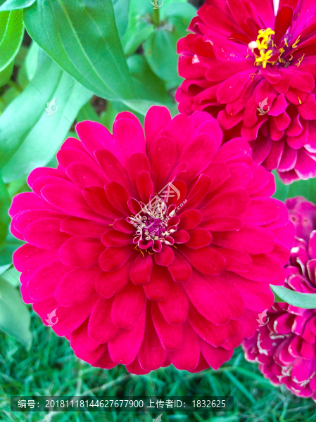 百日菊