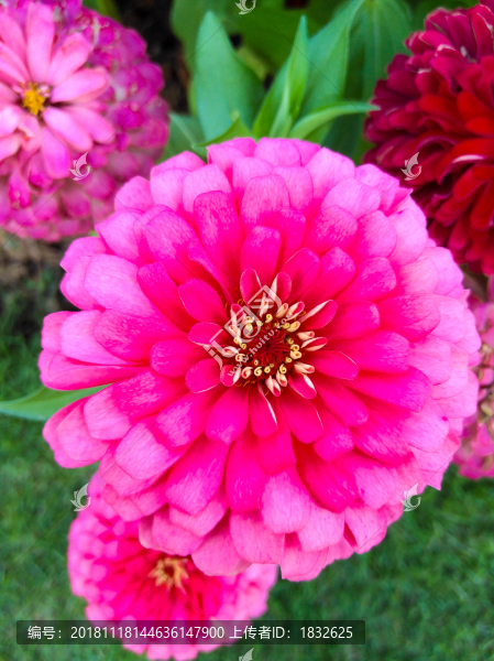 百日菊