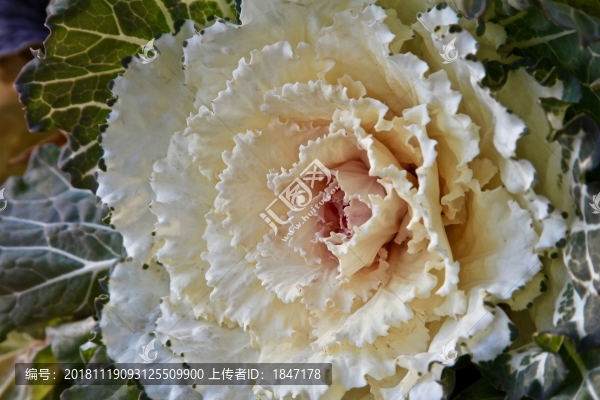 冬季羽衣甘藍(lán)