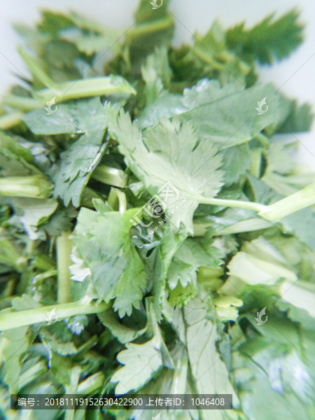 香菜