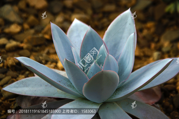 多肉薄葉藍(lán)鳥