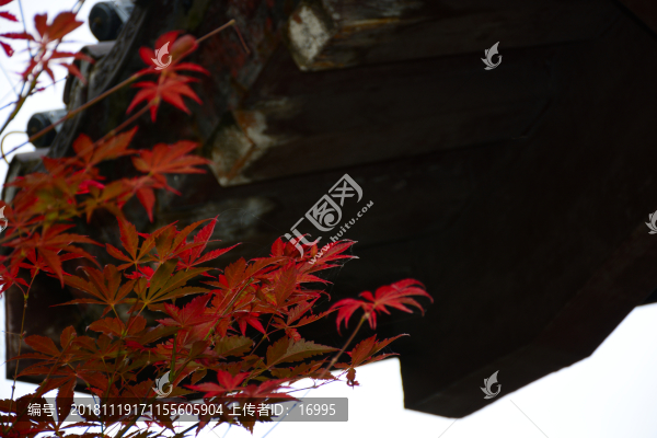 楓葉