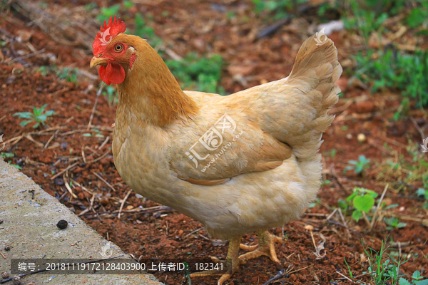 黃母雞