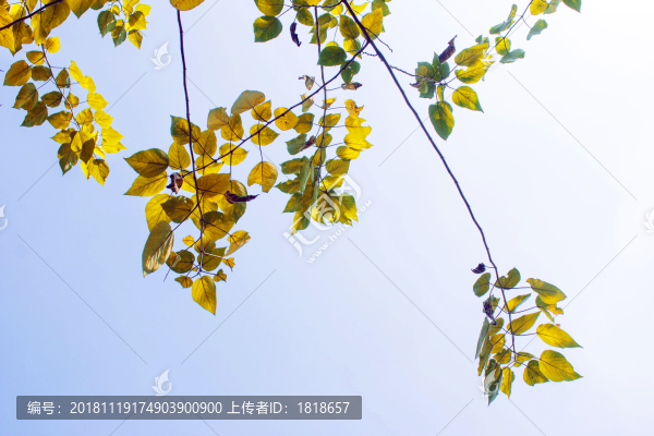 樹枝