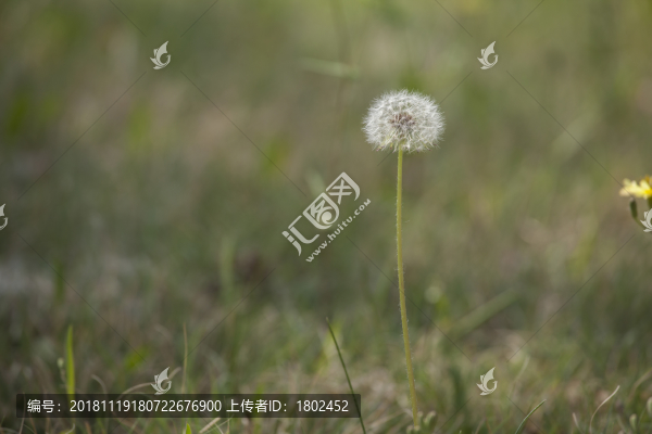 蒲公英特寫