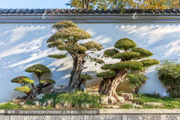 園林盆景