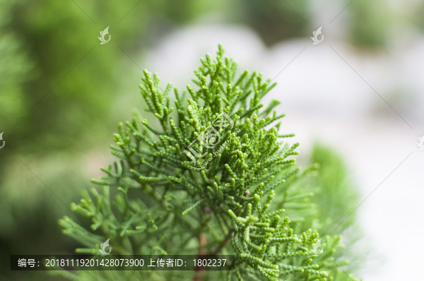 柏樹枝