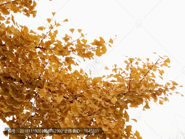 秋之銀杏