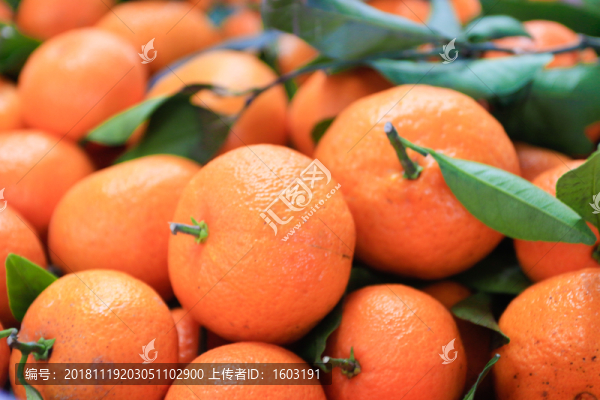 批發(fā)橘子