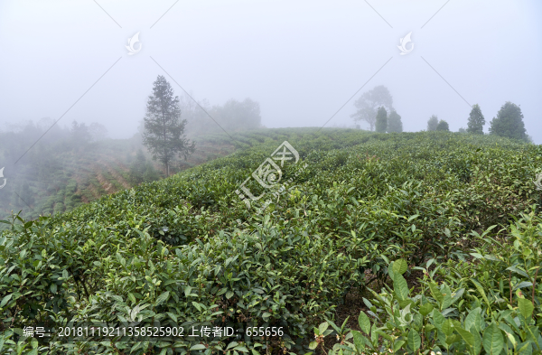 普洱茶基地