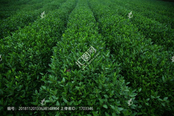 茶園