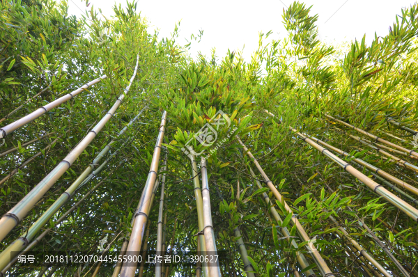 竹林