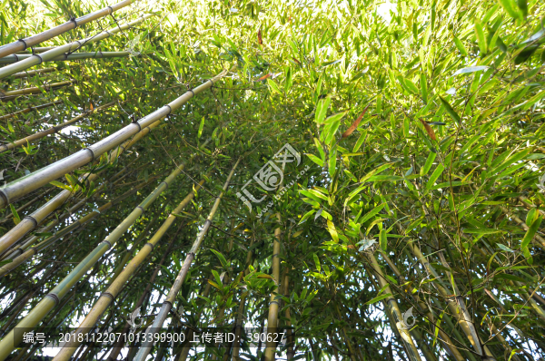 竹林