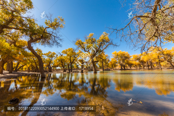 阿拉善沙漠胡楊藍天水面倒影32