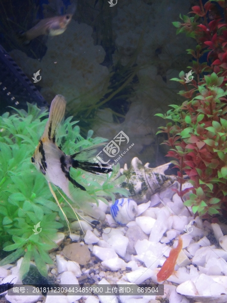 熱帶魚