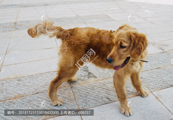 金毛獵犬