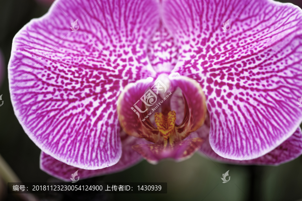 蝴蝶蘭