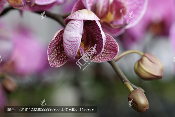 蝴蝶蘭