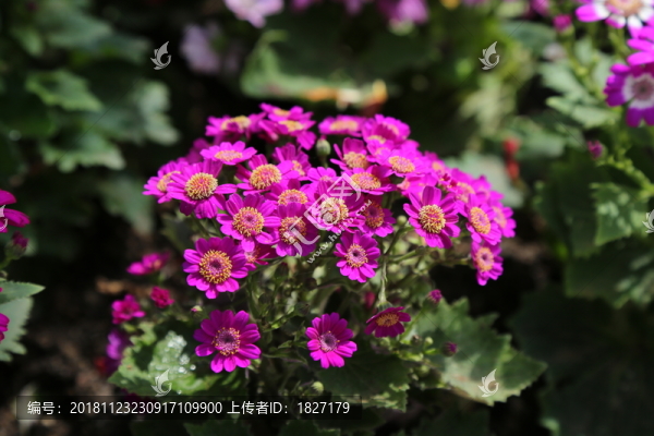 瓜葉菊