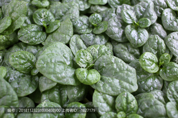 木耳菜