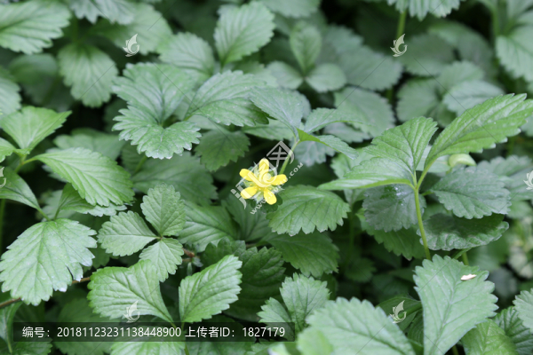 蛇莓