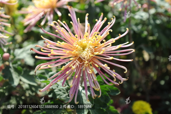 菊花