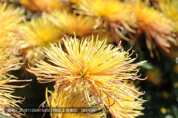 菊花