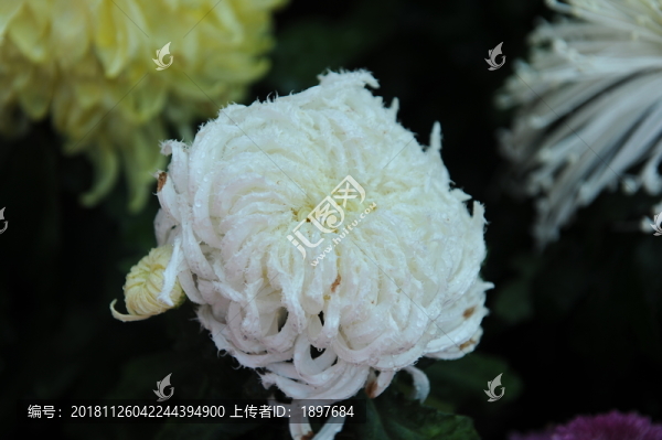 菊