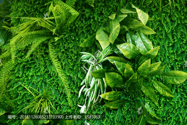 綠色植物墻