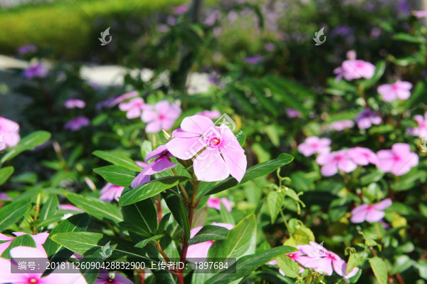 鮮花