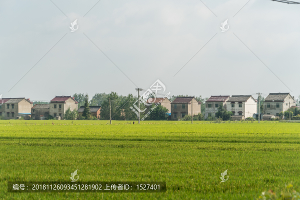 蘇北田園